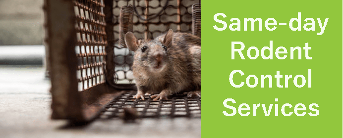 Same Day Rodent Control Services